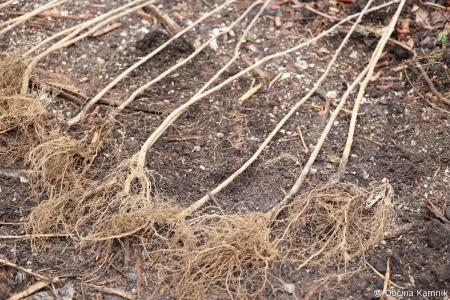 Z zasaditvijo dreves smo uradno odprli kolesarsko povezavo Kamnik–Godič (38)